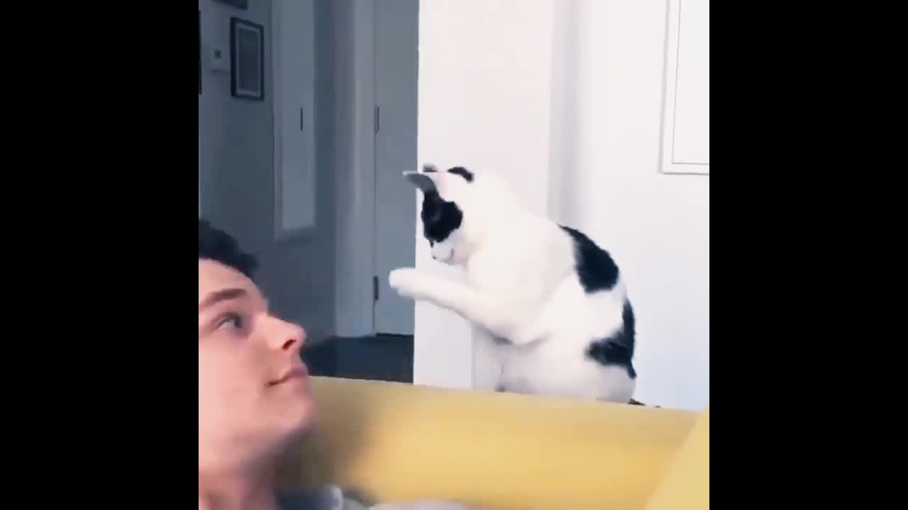 Funniest Cats-Don't try to hold back Laughter - Funny