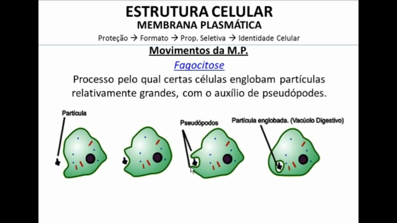 Citologia: Membrana Plasmática parte II - MinhaEscolaWeb