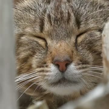 süße Katze spielt mit einer Maus , ai animation