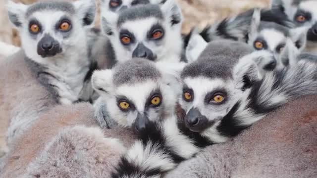 Animals winter ring-tailed lemurs