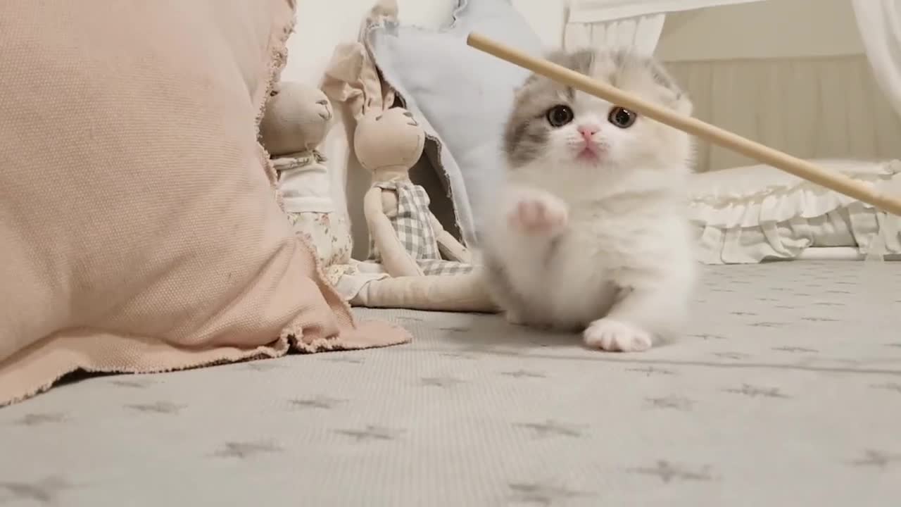 Cute cats