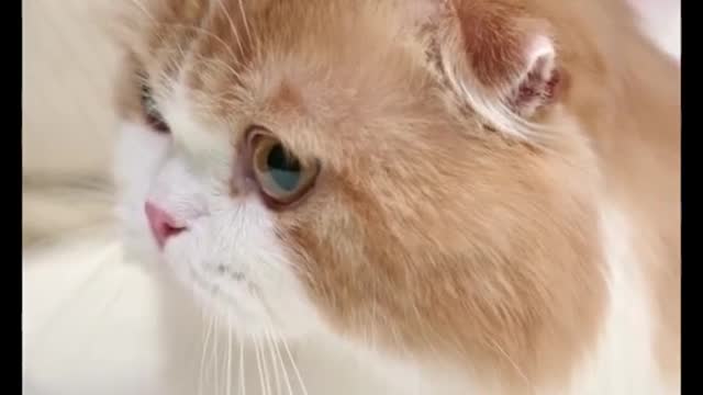 Nice Cat Training Techn