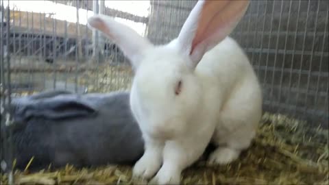 Flemish Giant Rabbit and Beveren Rabbit