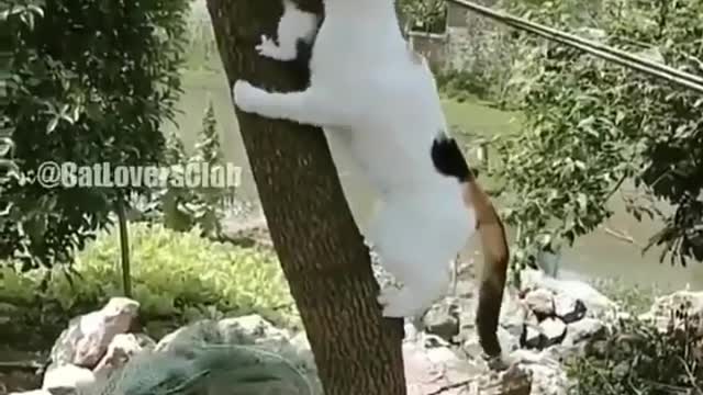 funny cat video