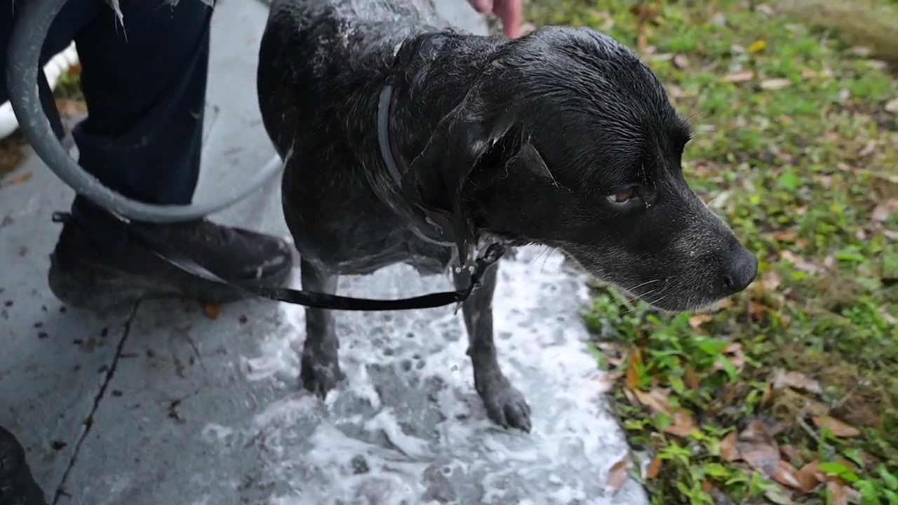 Dogs love bath time.