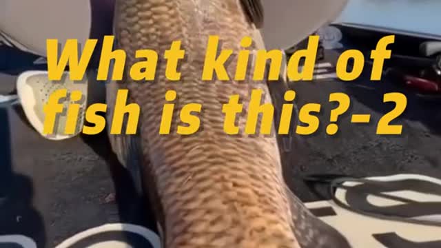 What kind of fish is this