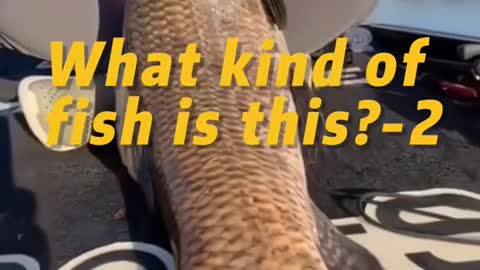 What kind of fish is this