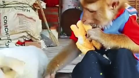 A monkey and dog fight for bread.