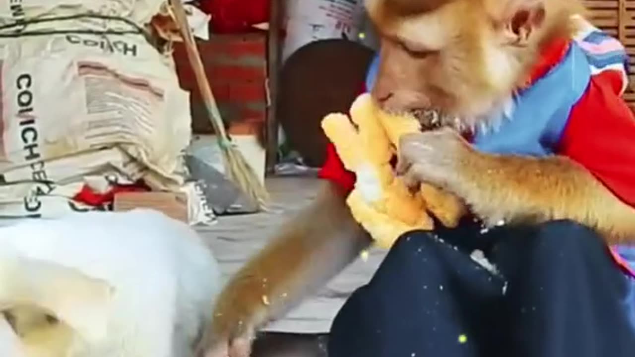 A monkey and dog fight for bread.