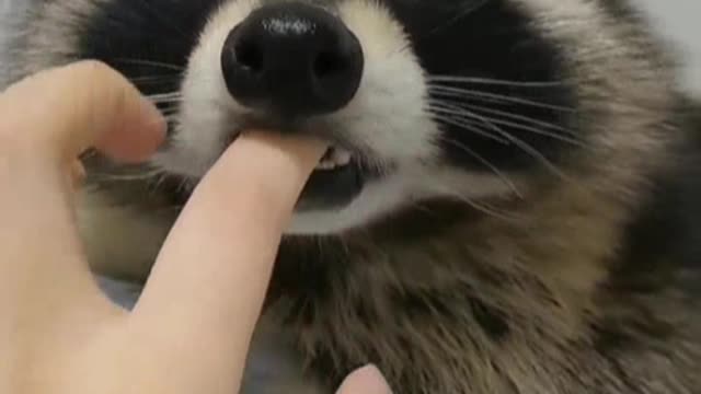 raccoon