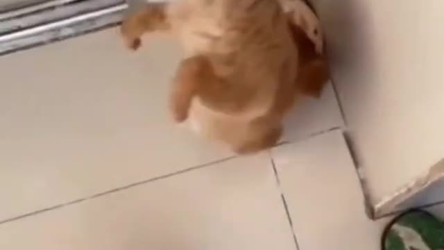 FUNNY ANIMALS VIDEOS TRY NOT TO LAUGH