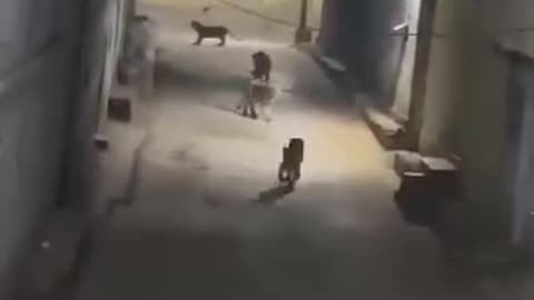 Majestic Night Stroll: Lion Roaming the Streets Under the Moonlight