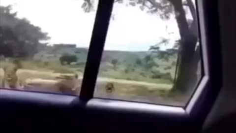 Lion opens the door of a tourist car