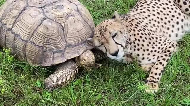 Tuesday the cheetah and her emotional support tortoise Penzi