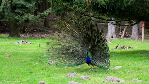 Amazing Animals viedo...