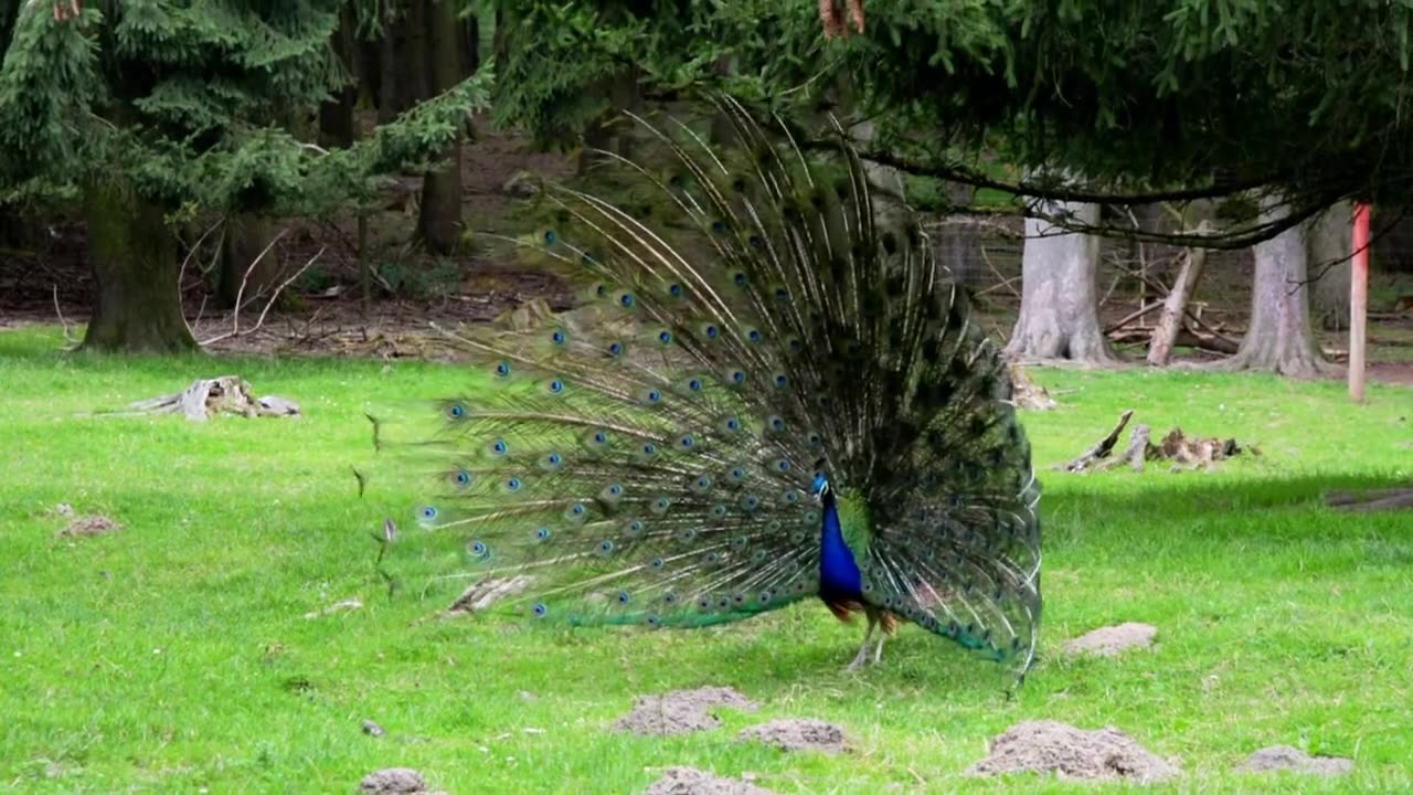 Amazing Animals viedo...