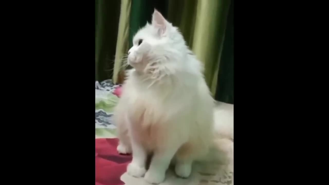 Funniest Videos 2022 😂 Funny Cats 🐱 and Dogs 🐶 Part 2