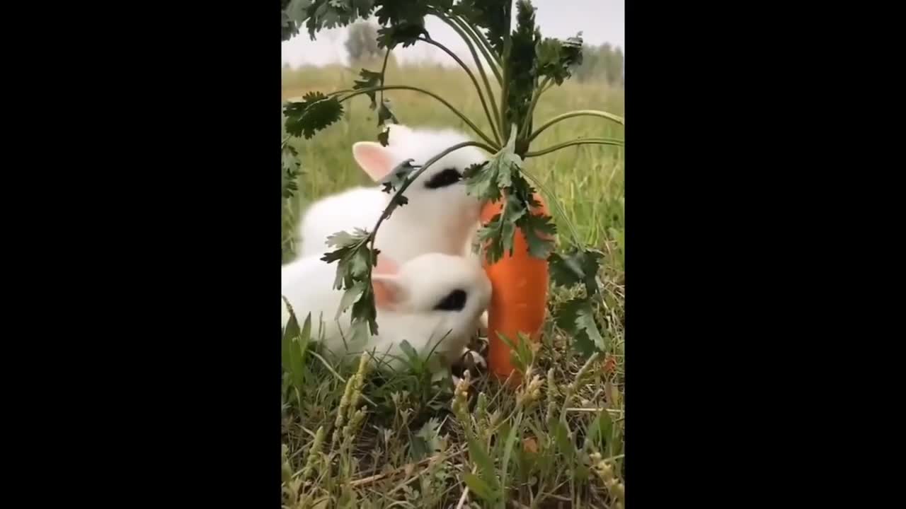 Baby Animals - Cute and Funny