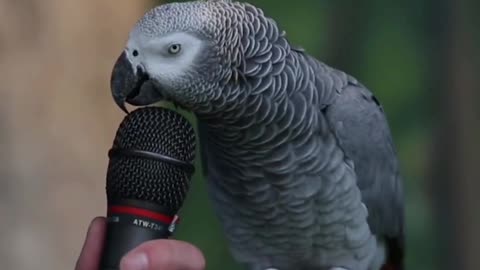 Intelligent mimicry artist parrot