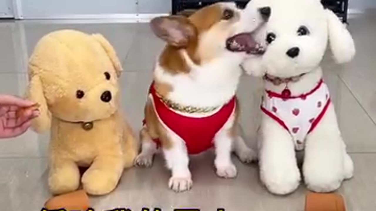 Funny video.mughal dog angery Funny moment