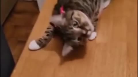 Funny animal video Cat and Dog funny moment