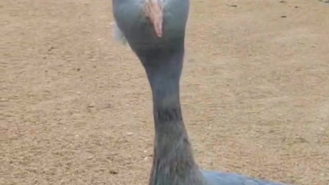 What are you looking at with your little head