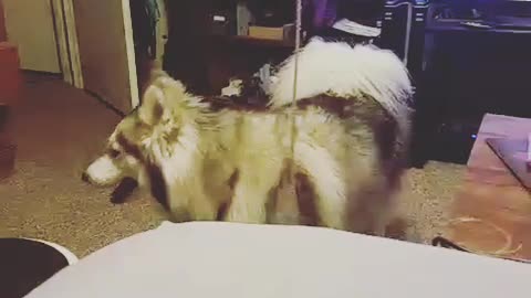 Husky Tantrum #245612