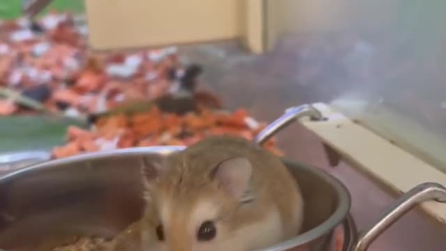 Hamster