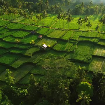 Bali Indonesia 🌿 Joy Funny Factory