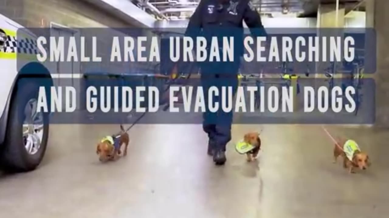 NEW DOG OPERATIONS INITIATIVE