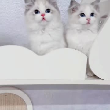 Kittecat Video and Cute Cat Video