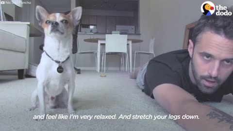 Dog Copies Every Single Yoga Poses of His Owner