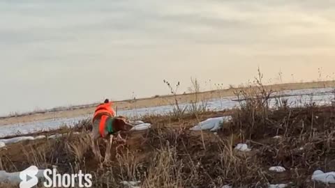 Pheasant Hunting 23E23A