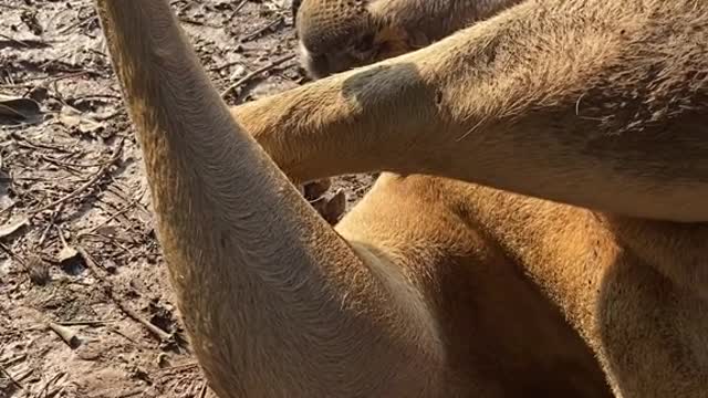 The way the King of Earth sleeps # Kangaroo Shake Hands