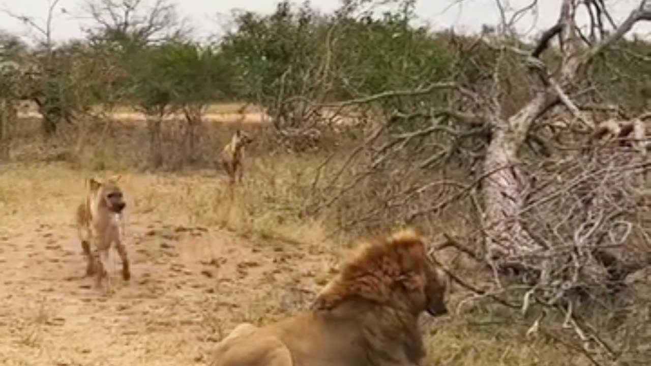 Animal fighting videos/ Lion King fight