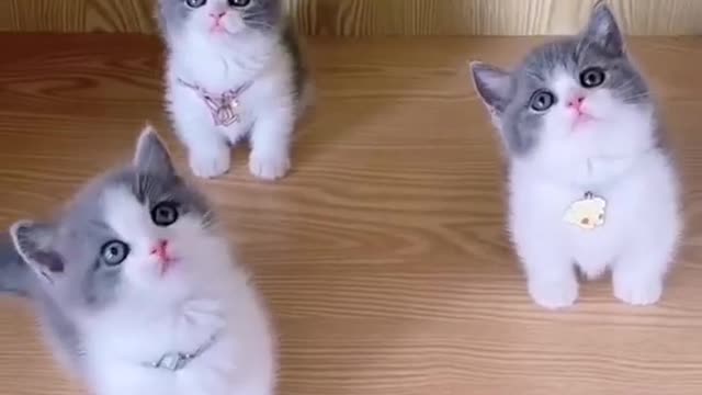 Amazing cat video