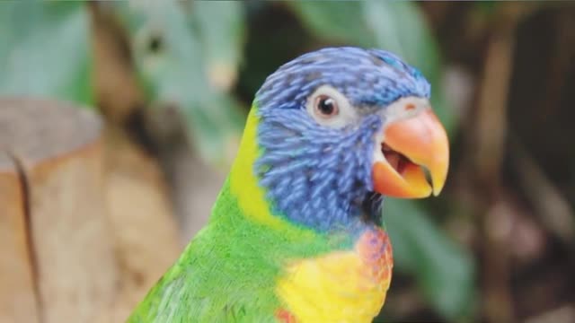 Very amazing parrot to watch| DO NOT MISS