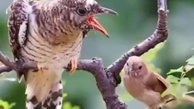 Beautiful Mother Nature