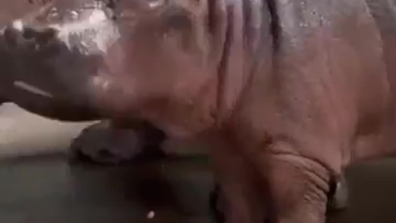 Newborn Baby Hippo