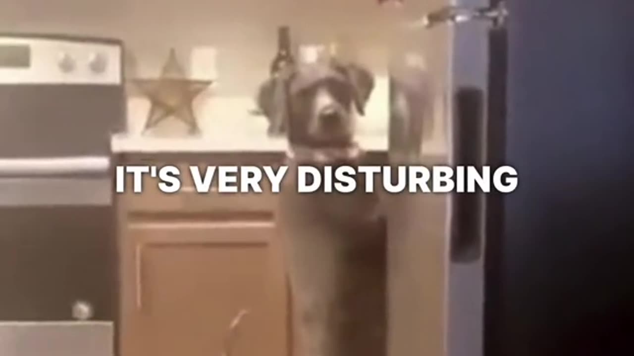 If you see your dog acting like that run and don't look it back ๐ญ๐คกโ ๏ธ๐น๐ฅ#horror