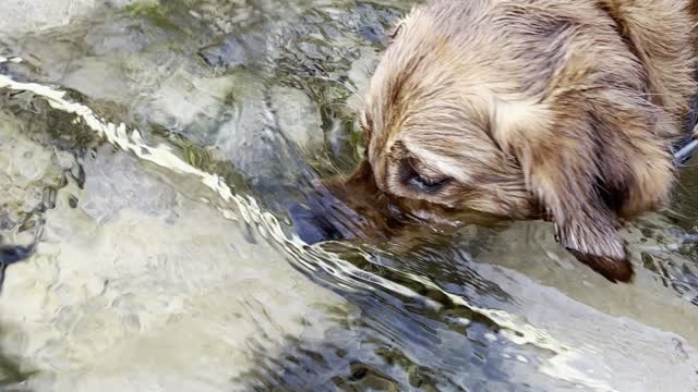 Golden retriever dog bobs for sticks at the river.