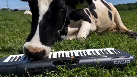 Cow composer