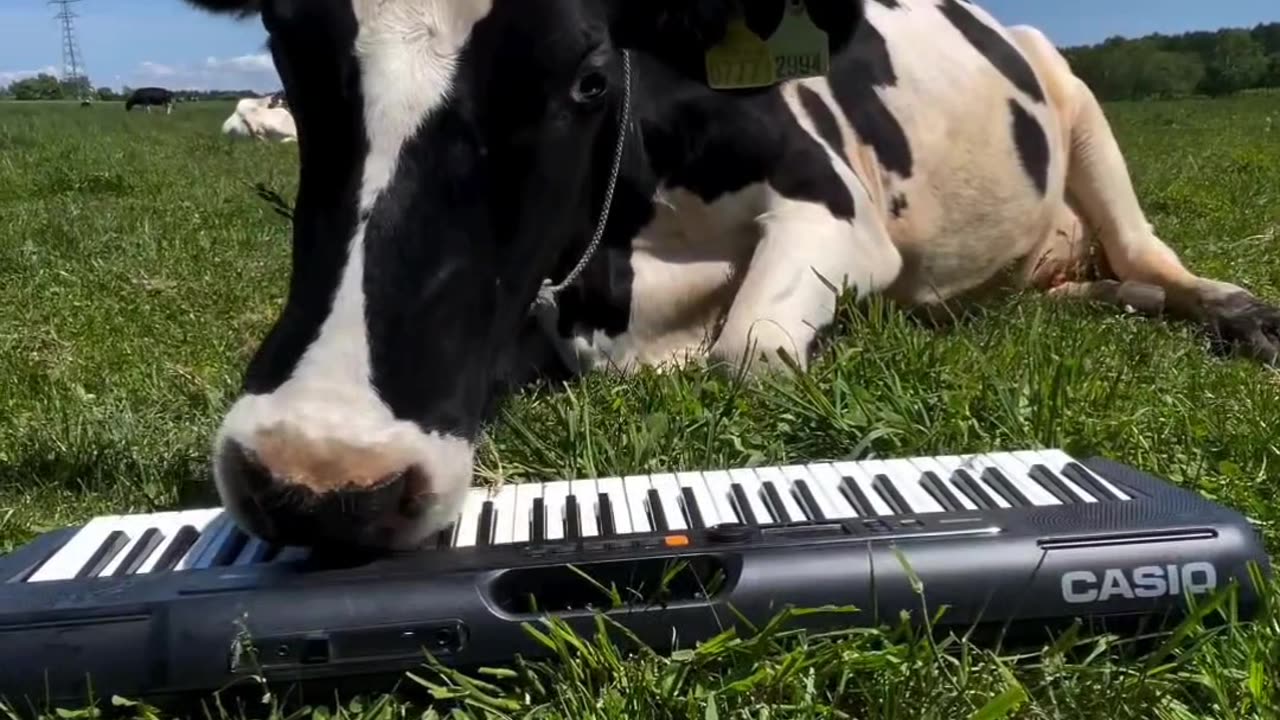 Cow composer