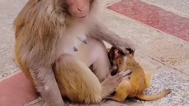 Cute monkey