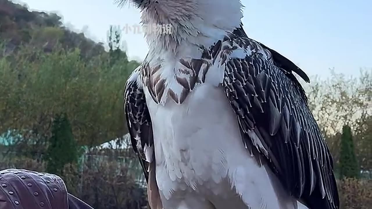 Amazing Eagle