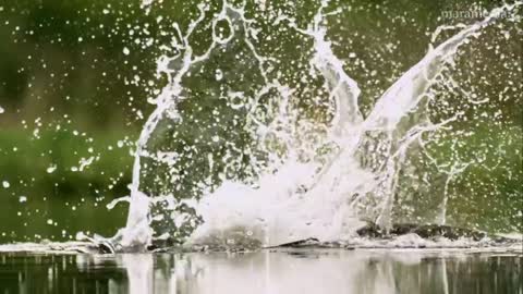 An osprey fishing in spectacular super slow motion