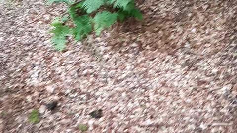 Forest adventure
