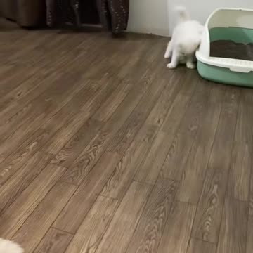 cats & puppies lover