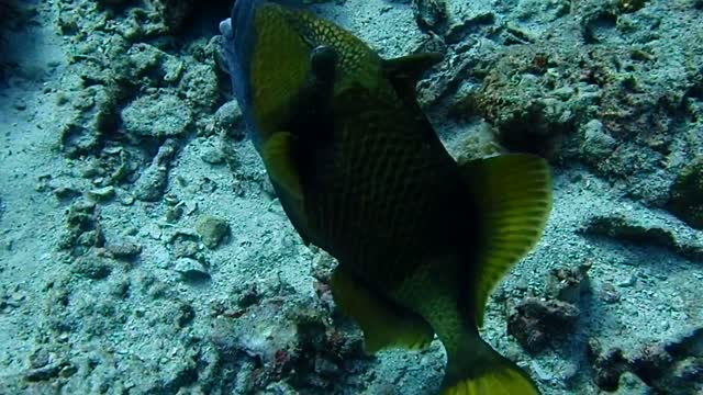 Titan TriggerFish assaults the camera of a diver