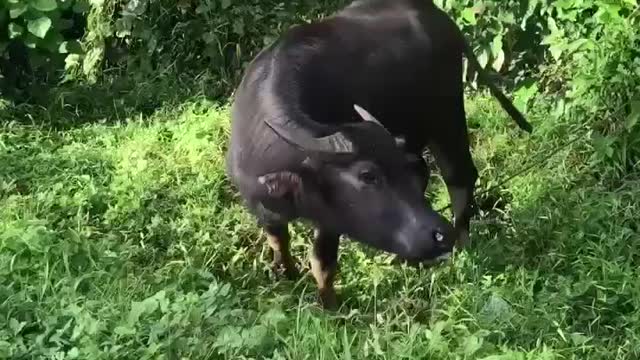 Philippines Water Buffalo eating grass!